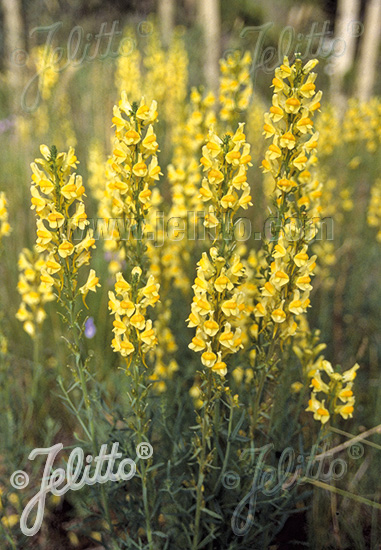 LINARIA vulgaris, Pyštek obyčajný  cca.20 semien